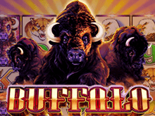 Buffalo